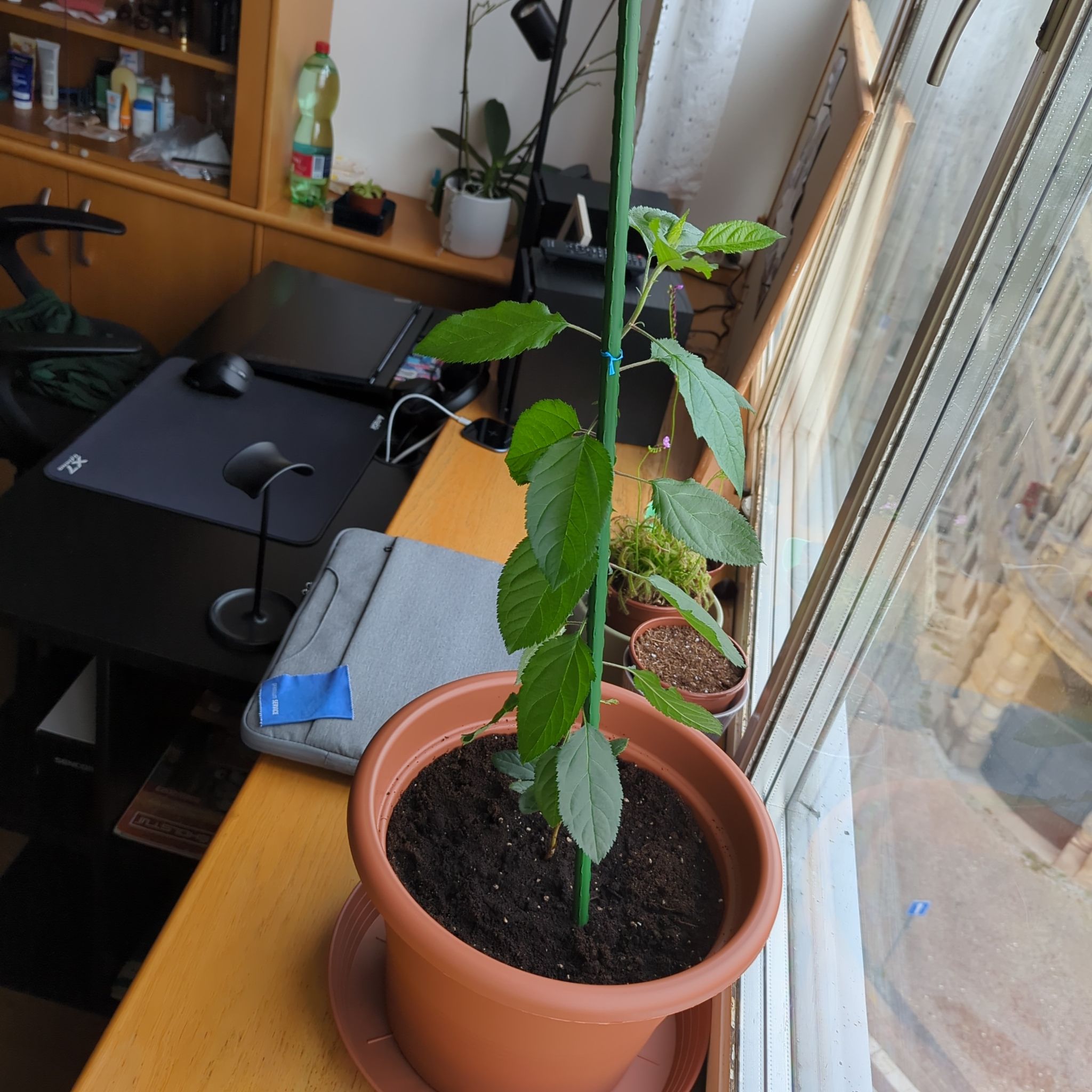 Photo of the plant species Apple by @skyptm named Little apple on Greg, the plant care app