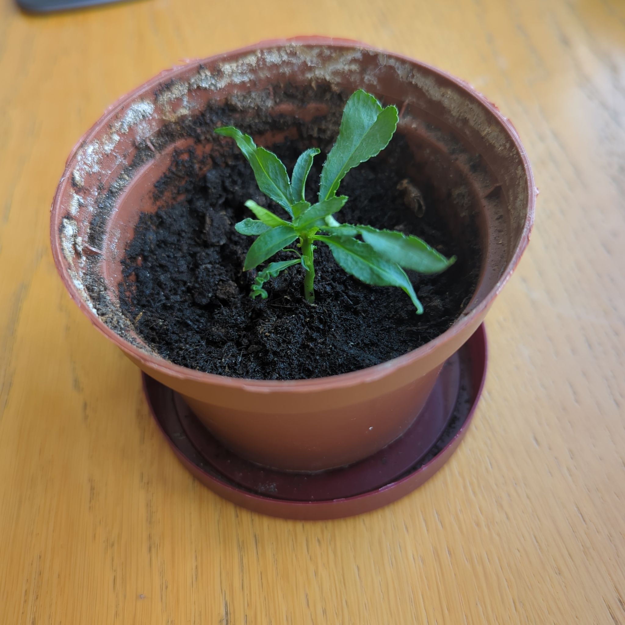 Photo of the plant species Peach Tree by @skyptm named Little Nektarinky on Greg, the plant care app