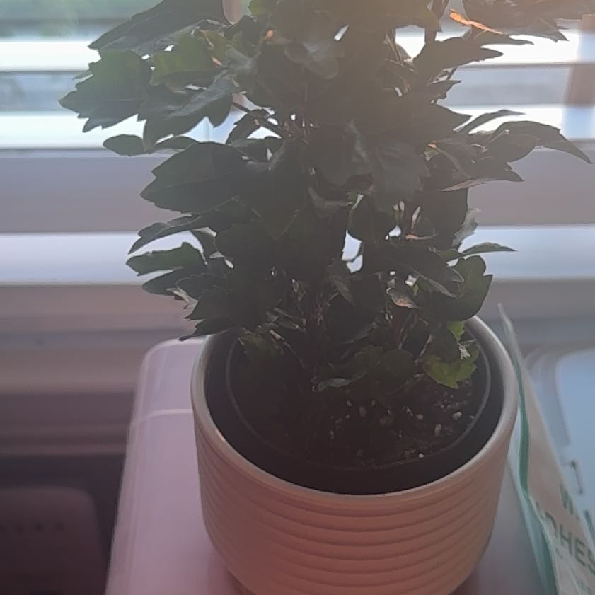 Photo of the plant species Grape Ivy by @SpotlessBalsam named Scarlett on Greg, the plant care app