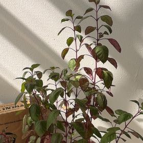 Photo of the plant species Brazilian Joyweed by @ZealCardoon33 named Mollie on Greg, the plant care app