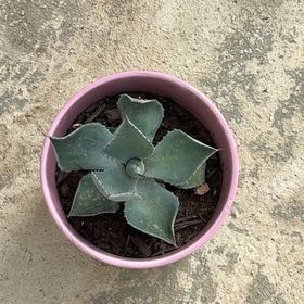 Photo of the plant species Butterfly Agave by @ZealCardoon33 named Terra on Greg, the plant care app