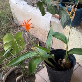 Photo of the plant species Parrot's Plantain by @ZealCardoon33 named Ronaldo on Greg, the plant care app