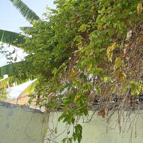 Photo of the plant species Passion Fruit by @ZealCardoon33 named Sonora on Greg, the plant care app
