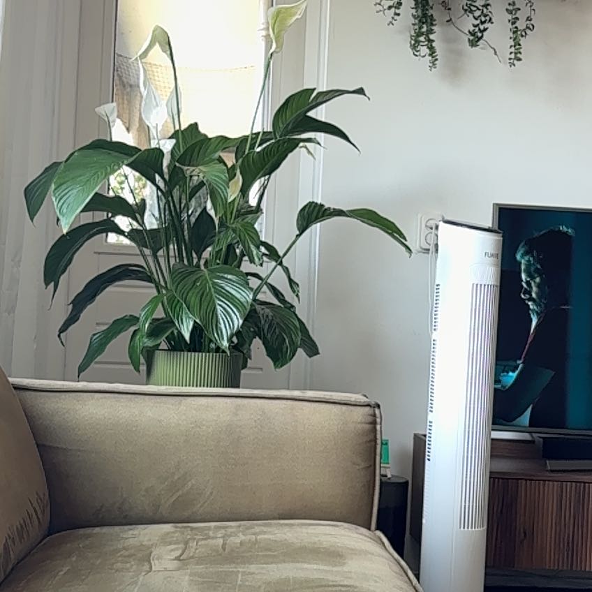 Photo of the plant species Jaboa Sansevieria by @SugarLovage74 named Michelle Branch on Greg, the plant care app