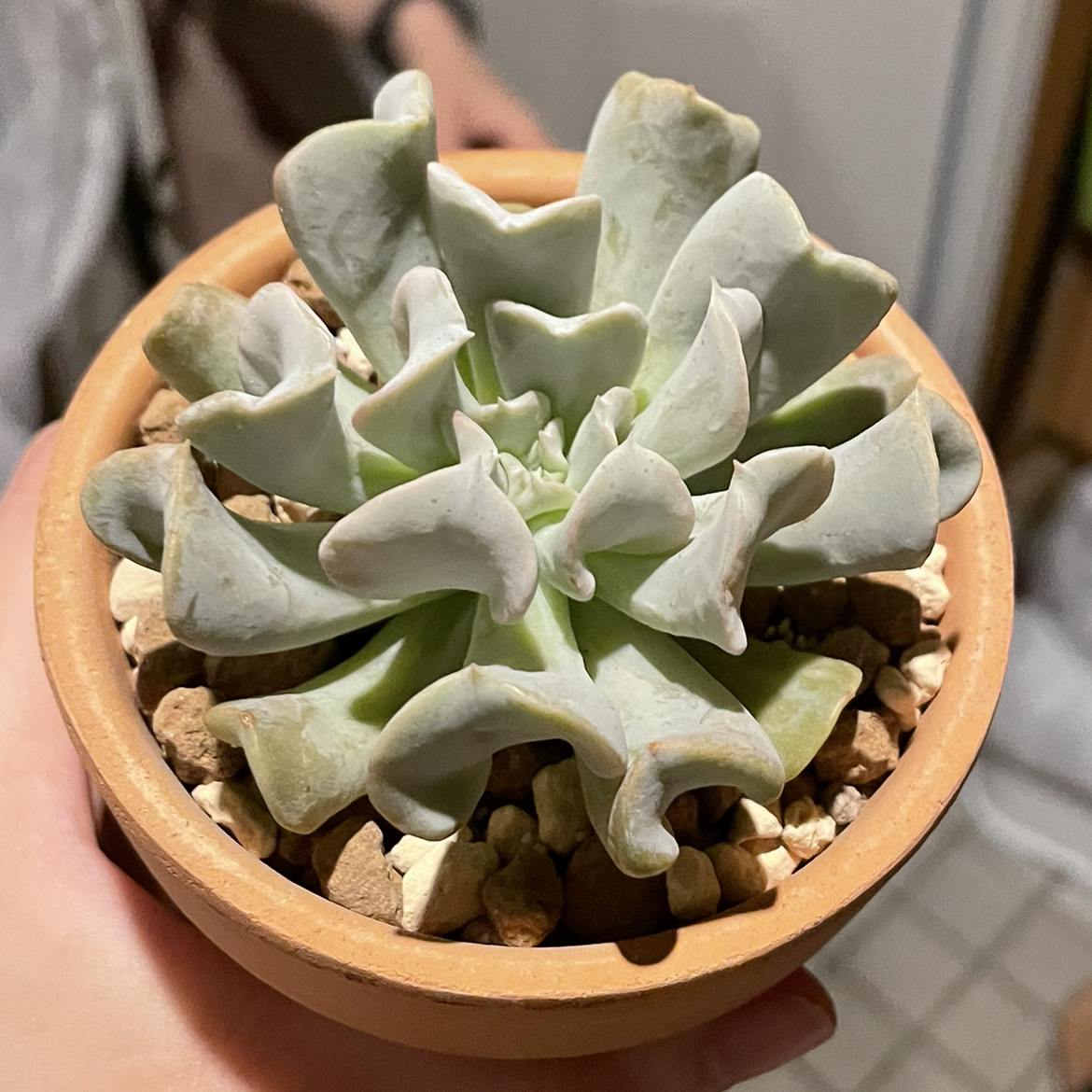 Echeveria Runyonii plant photo by @strawberrymoon named muffin on Greg, the plant care app.