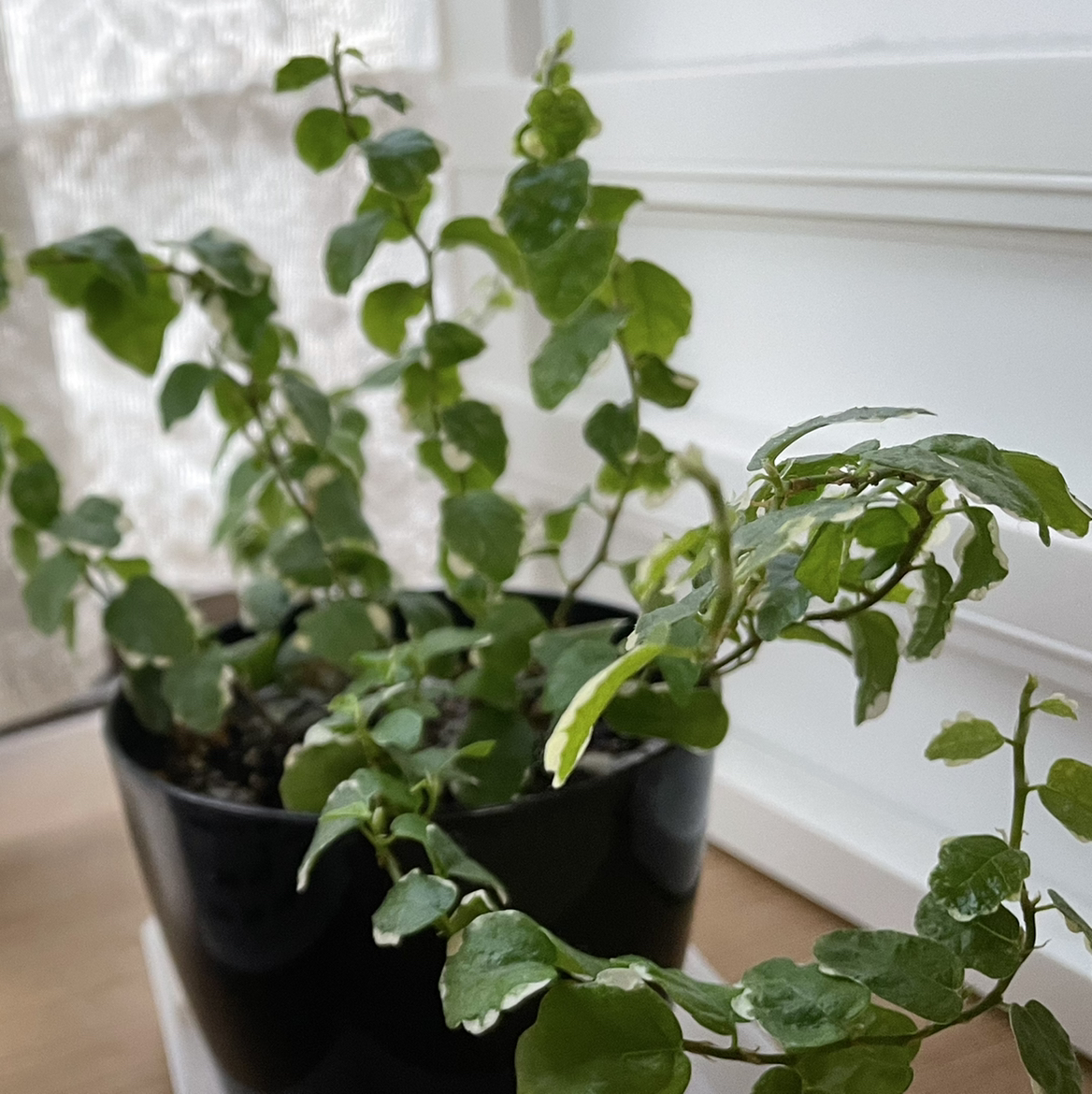 Bellus plant photo by @strawberrymoon named bee on Greg, the plant care app.