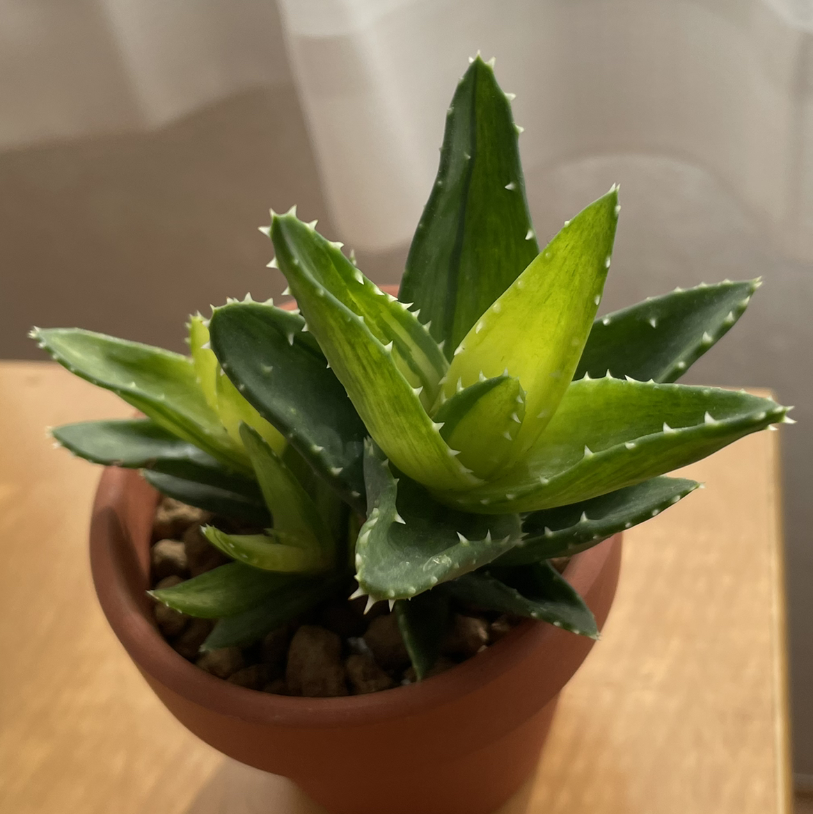 Lily of the Desert plant photo by @strawberrymoon named halley on Greg, the plant care app.