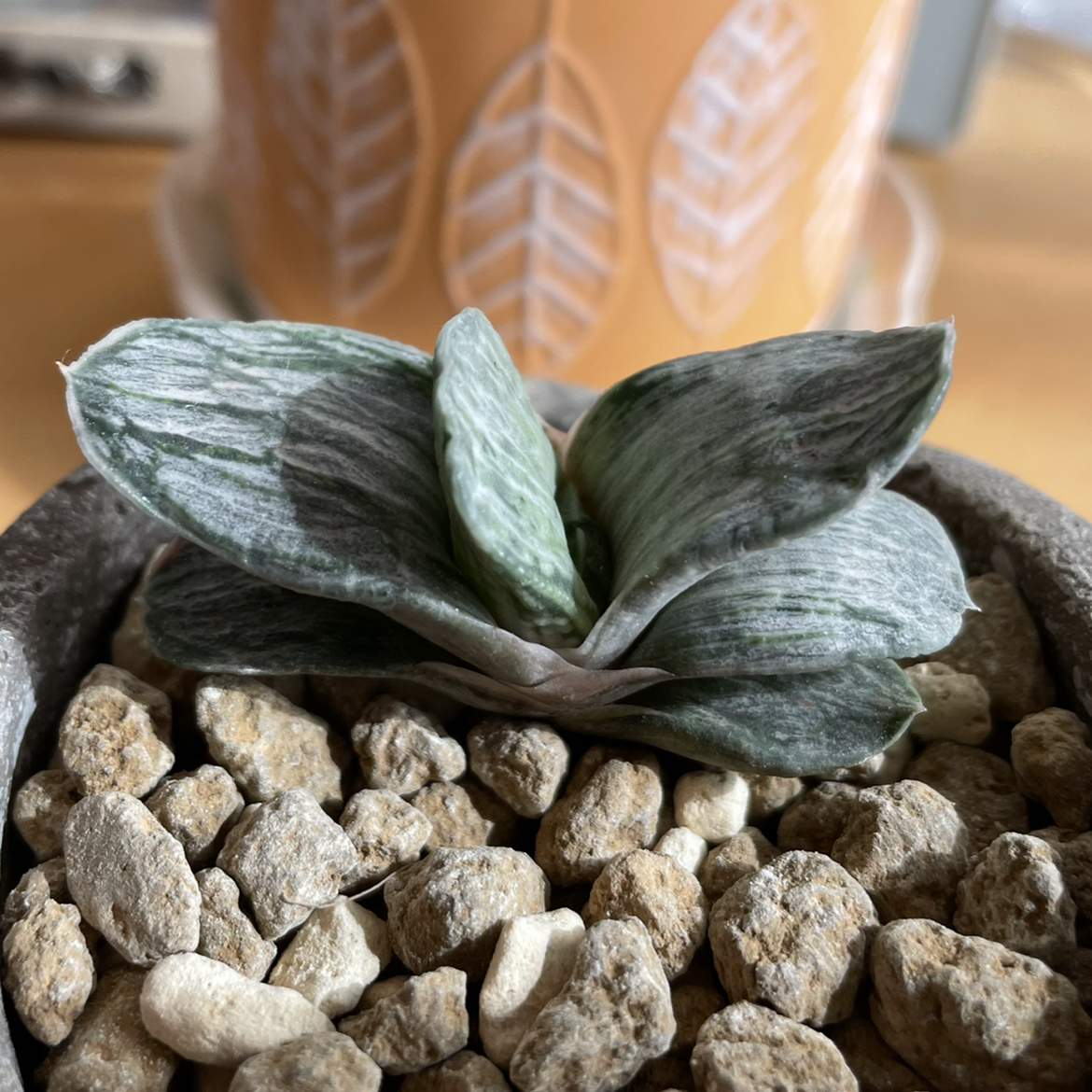 Photo of the plant species White Streak Gasteria by @strawberrymoon named viridian on Greg, the plant care app