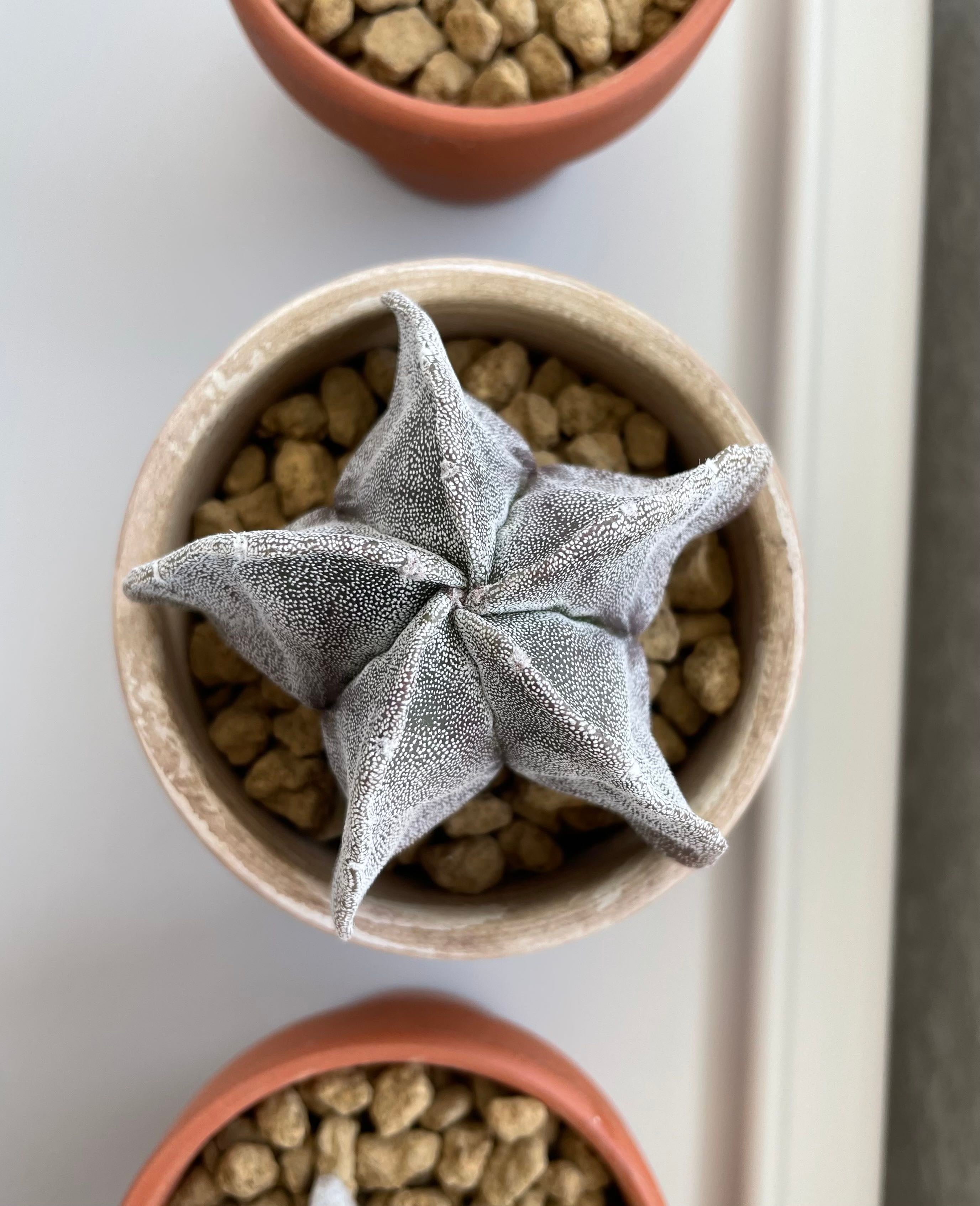 Cap Cactus Hardiness Zones 9a11b 🌵