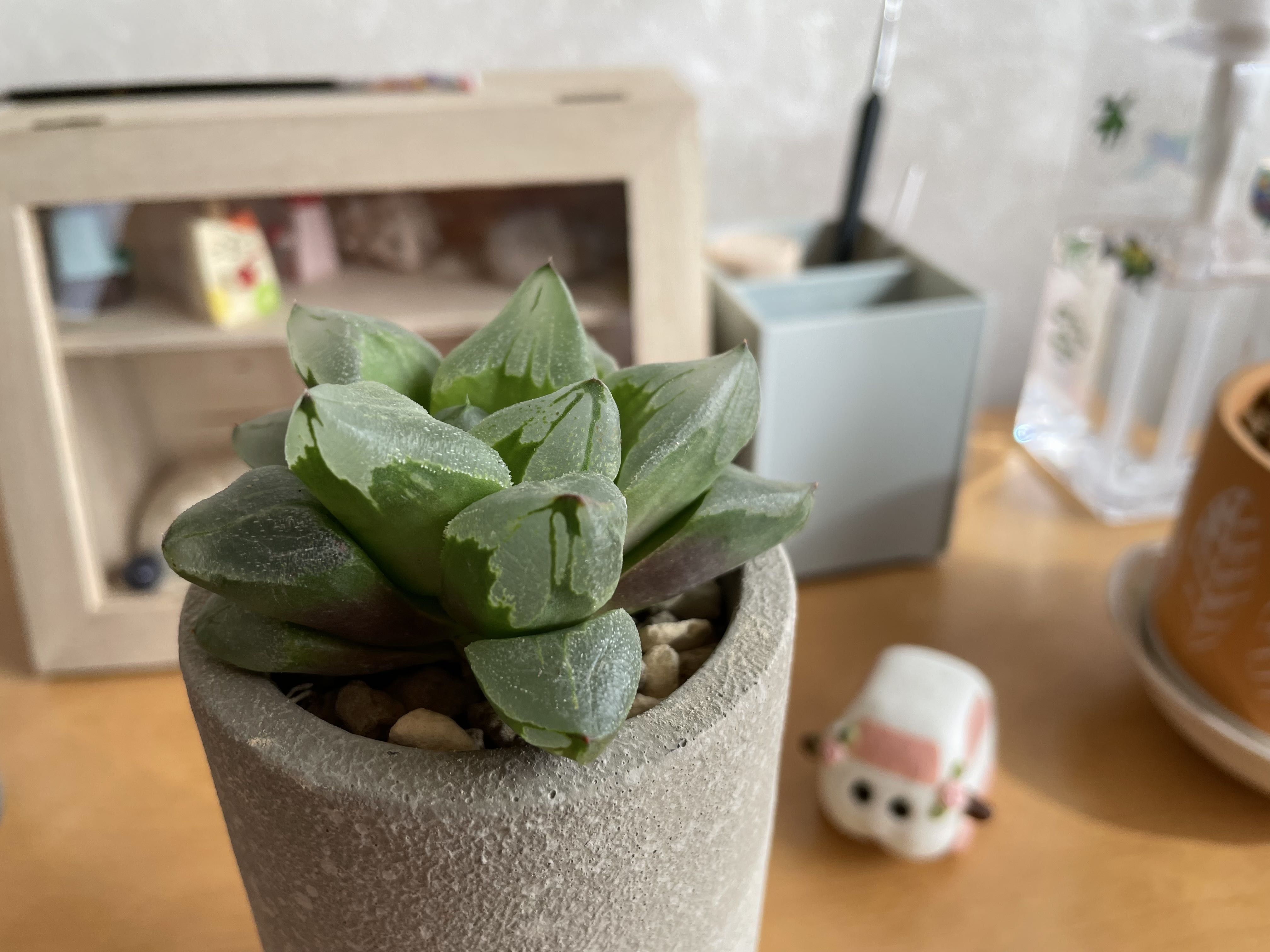 Photo from the post