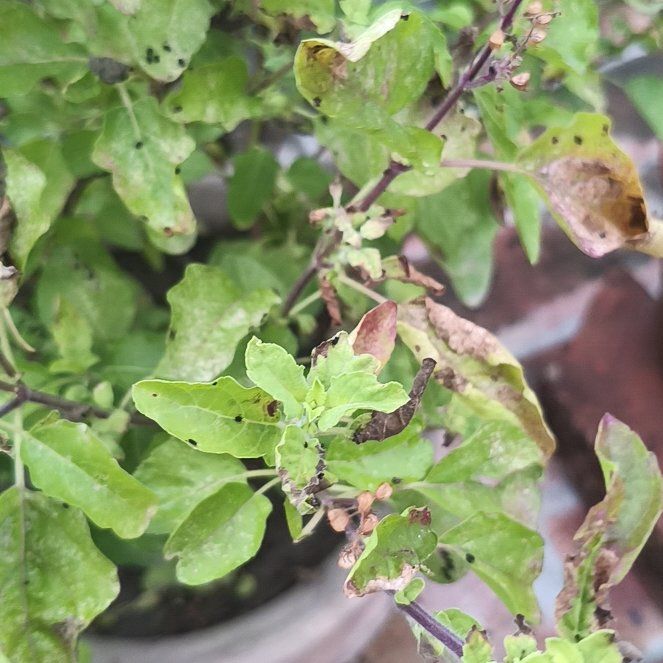 Photo of the plant species Holy Basil (Tulsi) by @FunnyRyebrome54 named Einstein on Greg, the plant care app