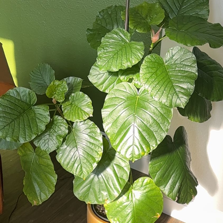 Photo of the plant species Pagoda Flower by @HomelyGianttaro named Elle on Greg, the plant care app