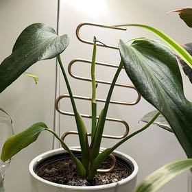 Photo of the plant species Marx Flame by @KookyBeech45 named Bruce Lee on Greg, the plant care app
