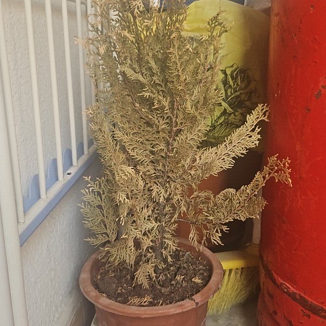 Photo of the plant species Tuscan Cypress by @PoshCooperi52 named Marley on Greg, the plant care app