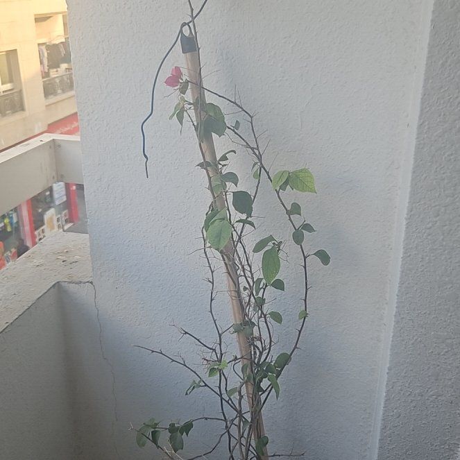 Photo of the plant species Bougainvillea by @PoshCooperi52 named Delilah on Greg, the plant care app
