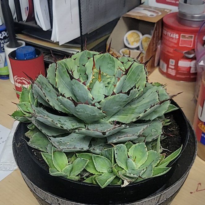 Photo of the plant species Butterfly Agave by @ZippyTropical68 named ChloroPhil on Greg, the plant care app