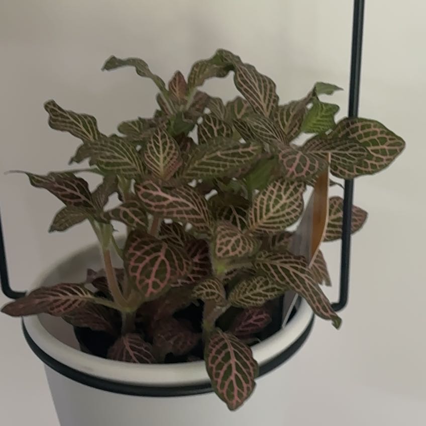 Photo of the plant species Mini Pink Fittonia by @SuaveLichen32 named LiloStitch on Greg, the plant care app