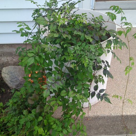 Photo of the plant species American Wisteria by @FairGrasspea92 named Messi on Greg, the plant care app