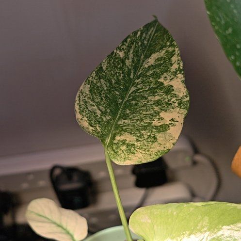 Photo of the plant species Monstera Mint by @FunCobnut65 named Duke on Greg, the plant care app