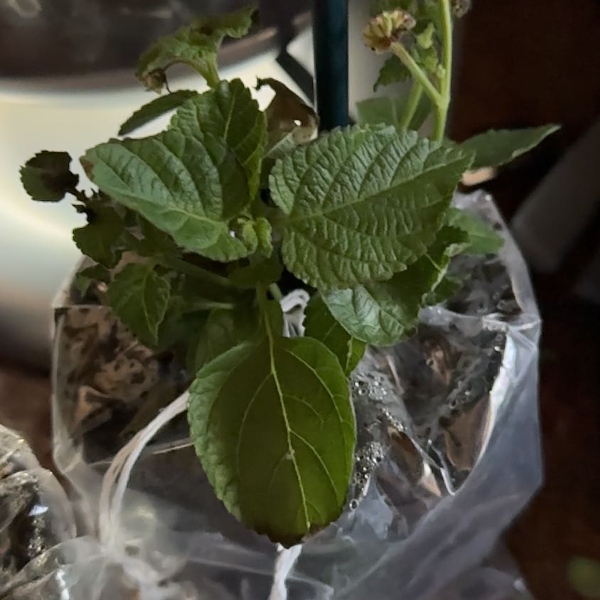 Photo of the plant species Lantana by @EthicalPeanut11 named Gates on Greg, the plant care app