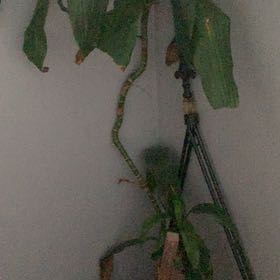 Photo of the plant species Common Eelgrass by @GoodyJicaro70 named Baesil on Greg, the plant care app