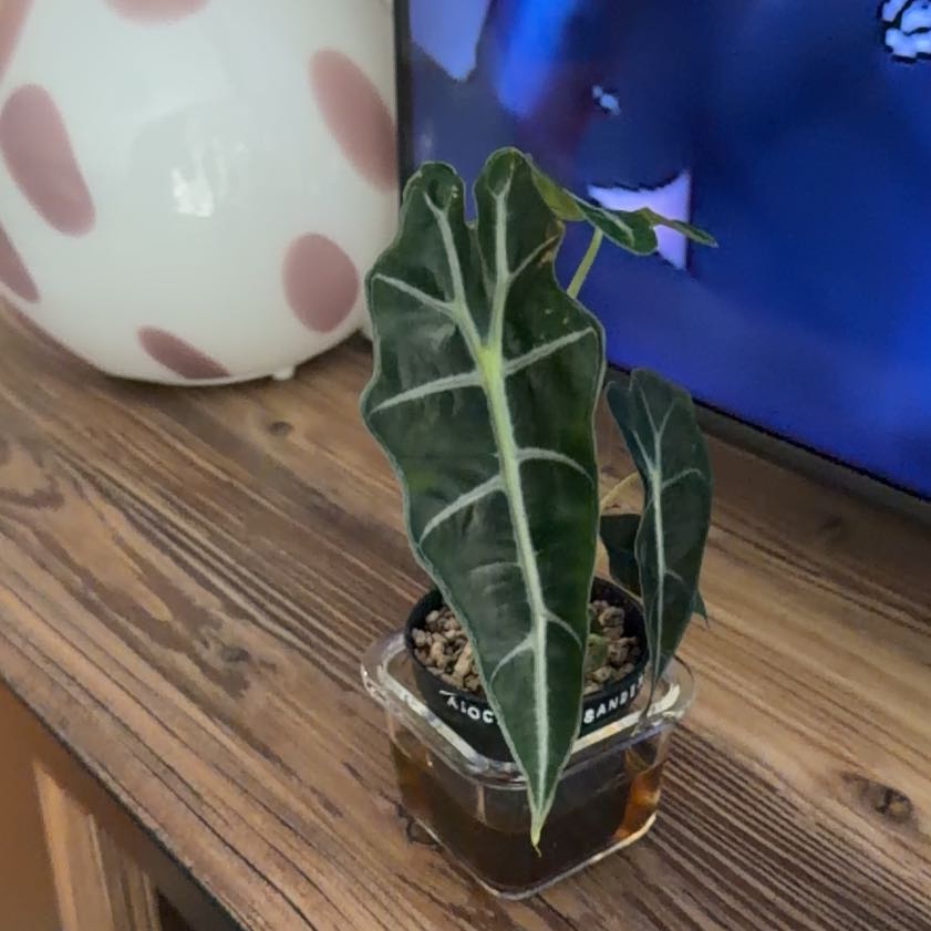 Photo of the plant species Kris Plant by @SoigneCinchweed named Curie on Greg, the plant care app