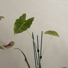Photo of the plant species Variegated Alocasia frydek by @SoigneCinchweed named Frydek on Greg, the plant care app