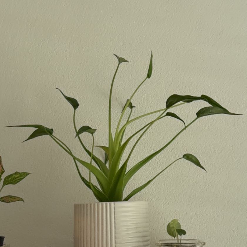 Photo of the plant species Tiny Dancer by @SoigneCinchweed named Ben on Greg, the plant care app