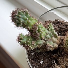 Photo of the plant species Brittle Prickly Pear by @RightlyPurei39 named Navajo on Greg, the plant care app