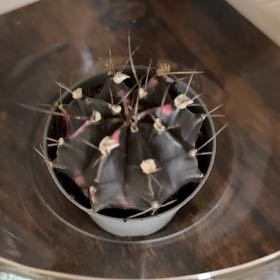 Photo of the plant species Moon Cactus by @RightlyPurei39 named Xena on Greg, the plant care app