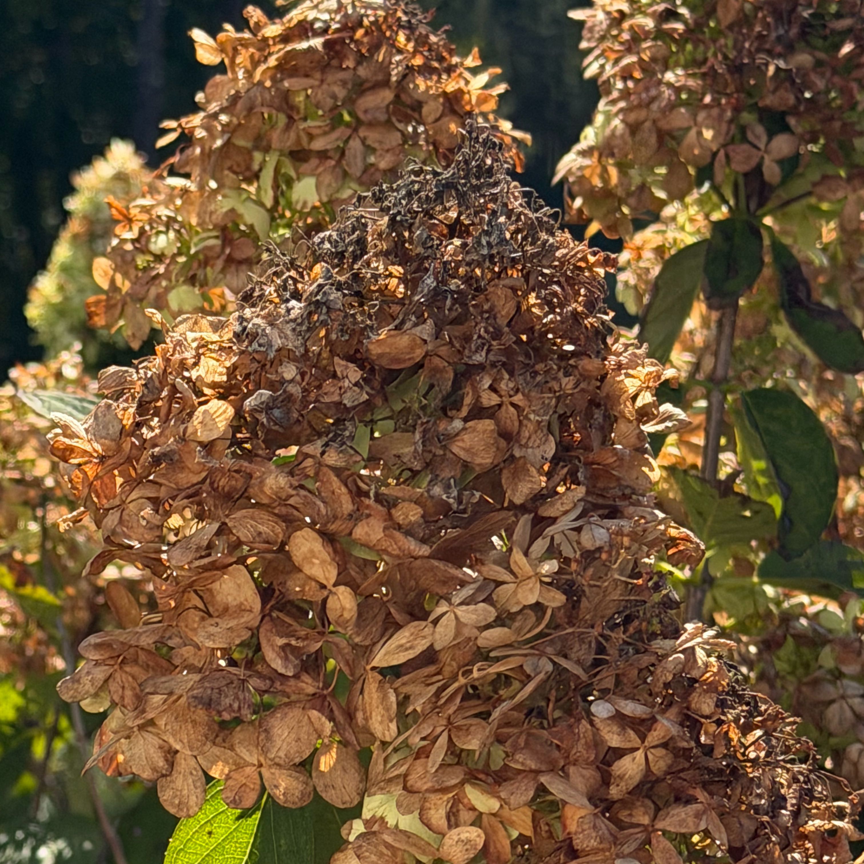 Photo of the plant species Panicle Hydrangea by @TidyHemlock80 named Mochi on Greg, the plant care app