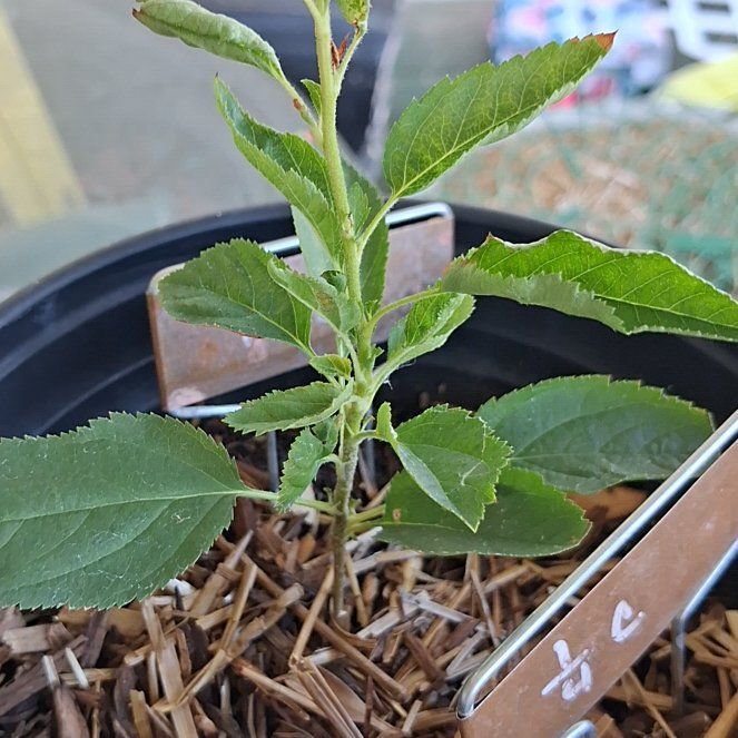 Photo of the plant species Apple by @BackupZzplant89 named Pink lady on Greg, the plant care app
