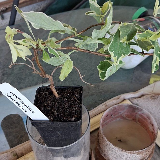 Photo of the plant species Lonicera Japonica by @BackupZzplant89 named Doja Cat on Greg, the plant care app