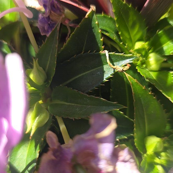 Photo of the plant species Balsam by @GleefulNeslia74 named Leonardo on Greg, the plant care app