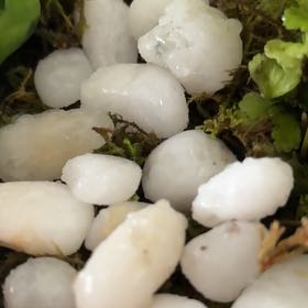 Photo of the plant species Indian Pipe by @WillDidelta49 named Rosa on Greg, the plant care app