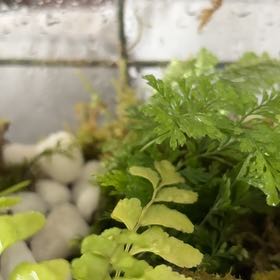 Photo of the plant species Black Spleenwort by @WillDidelta49 named Mollie on Greg, the plant care app