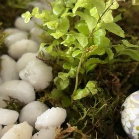 Photo of the plant species Toothed Plagiomnium Moss by @WillDidelta49 named Darwin on Greg, the plant care app