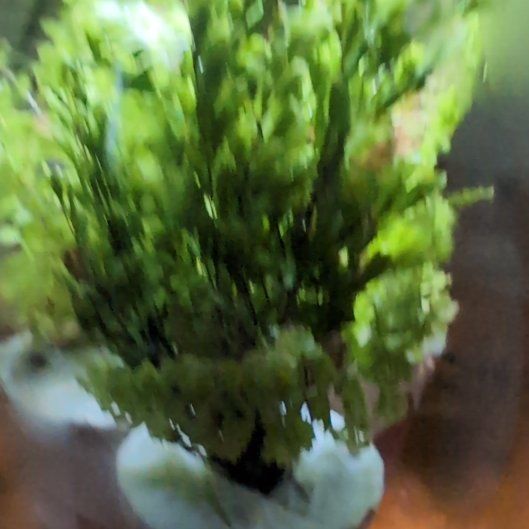 Photo of the plant species Silvergreen Bryum Moss by @VividCactus57 named Duke on Greg, the plant care app