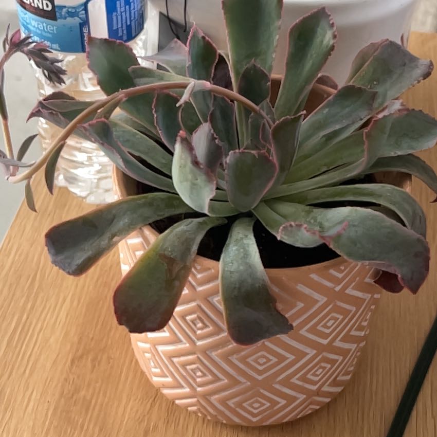 Photo of the plant species Echeveria by @ZealfulMango23 named Aria on Greg, the plant care app