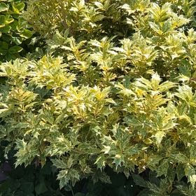 Photo of the plant species Holly Osmanthus by @NiceHope40 named Bruce Lee on Greg, the plant care app