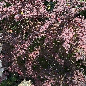 Photo of the plant species Japanese Barberry by @NiceHope40 named Naomi on Greg, the plant care app