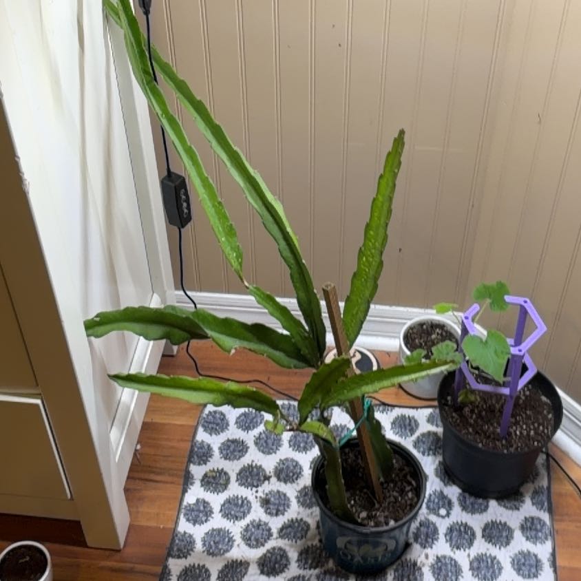 Photo of the plant species Red Dragon Fruit by @EagerWingfern61 named Dragon Fruit on Greg, the plant care app