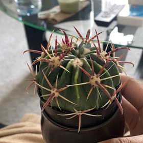 Photo of the plant species Devil's Pincushion by @HeadAster70 named Spinellapy on Greg, the plant care app
