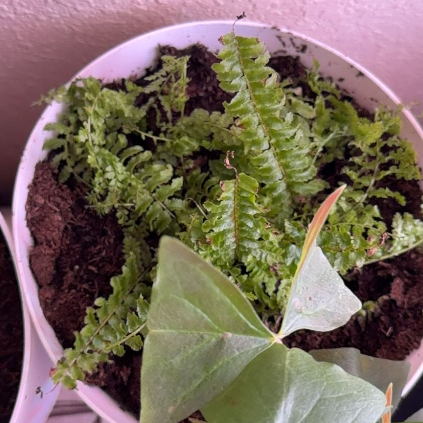 Photo of the plant species fluffy ruffle fern by @BigAgarito92 named Osmo on Greg, the plant care app