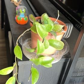 Photo of the plant species Hoya 'Sunrise' by @WiseBogbirch75 named Gaia on Greg, the plant care app