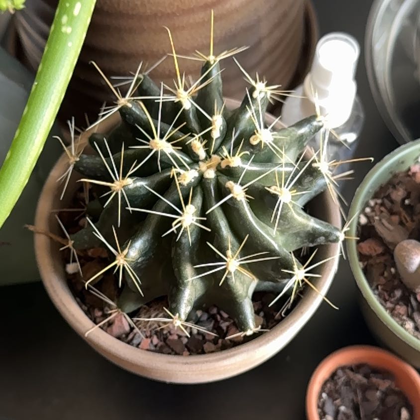 Photo of the plant species Texas Barrel Cactus by @WiseBogbirch75 named Athena on Greg, the plant care app