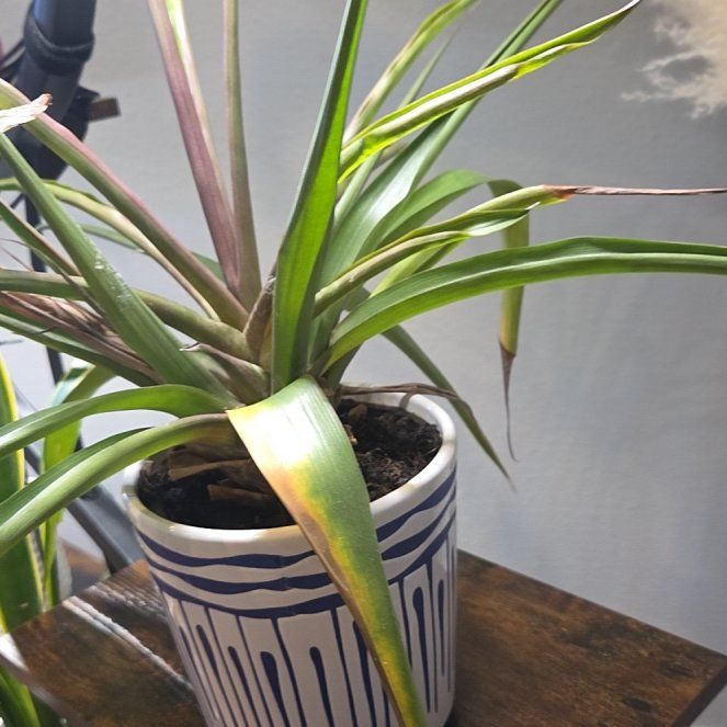 Photo of the plant species Bromeliad by @GrandDill71 named Naomi on Greg, the plant care app