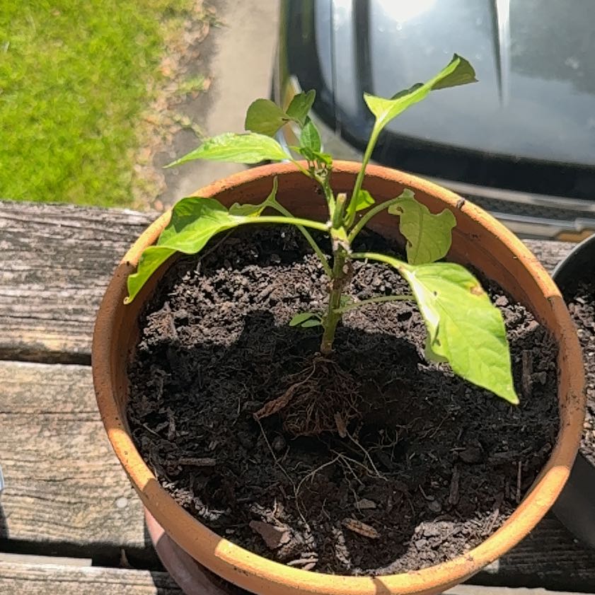 Photo of the plant species Jalapeño Pepper by @UberCashew47 named Oscar on Greg, the plant care app