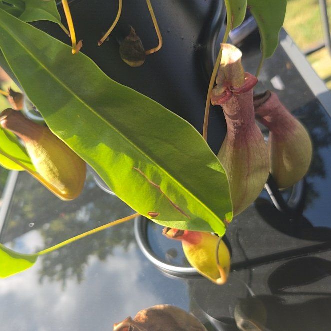 Photo of the plant species Nepenthes Mirabilis by @PetCapeweed40 named Shakira on Greg, the plant care app