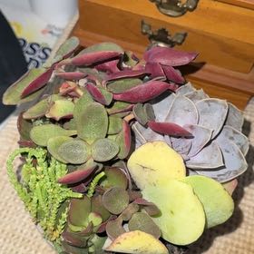 Photo of the plant species Fairy Crassula by @AceRose39 named Sir Plancelot on Greg, the plant care app